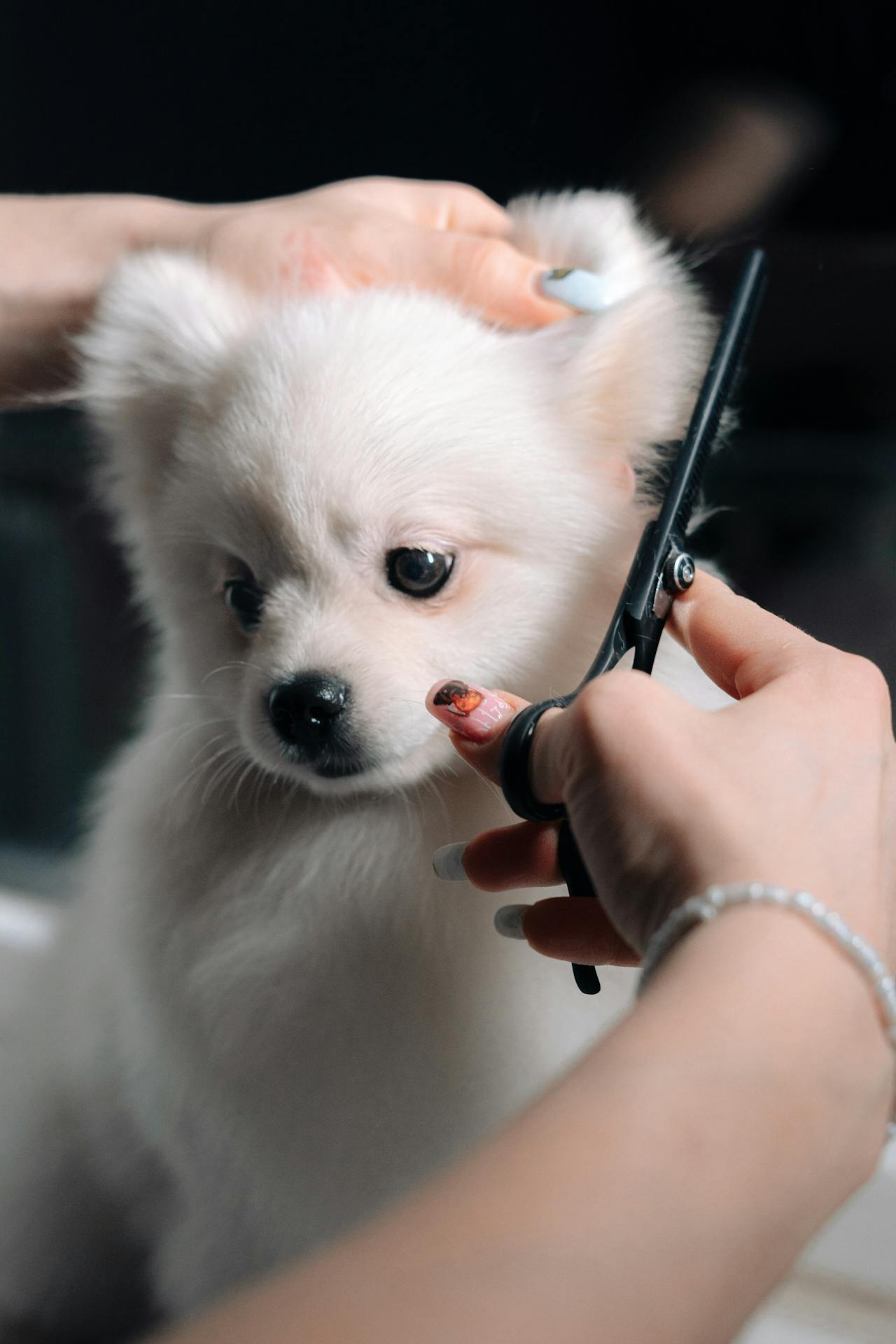 PawStyle Груминг